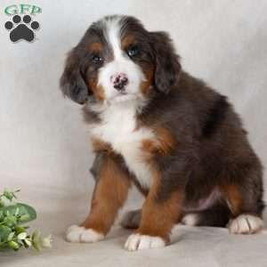 Shadow, Bernedoodle Puppy